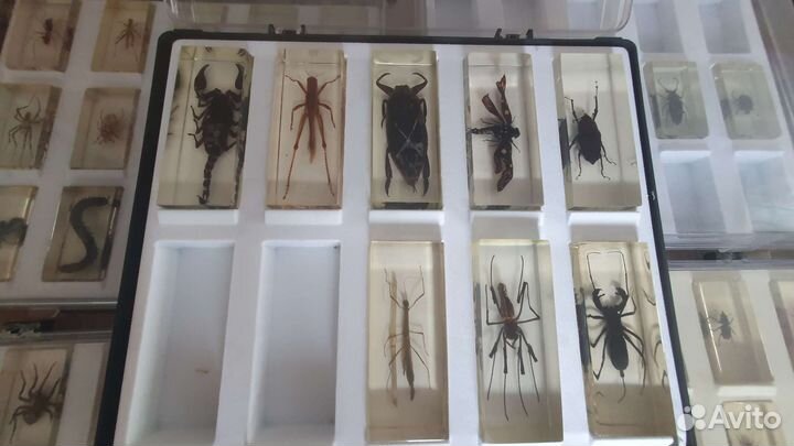 Насекомые и их знакомые