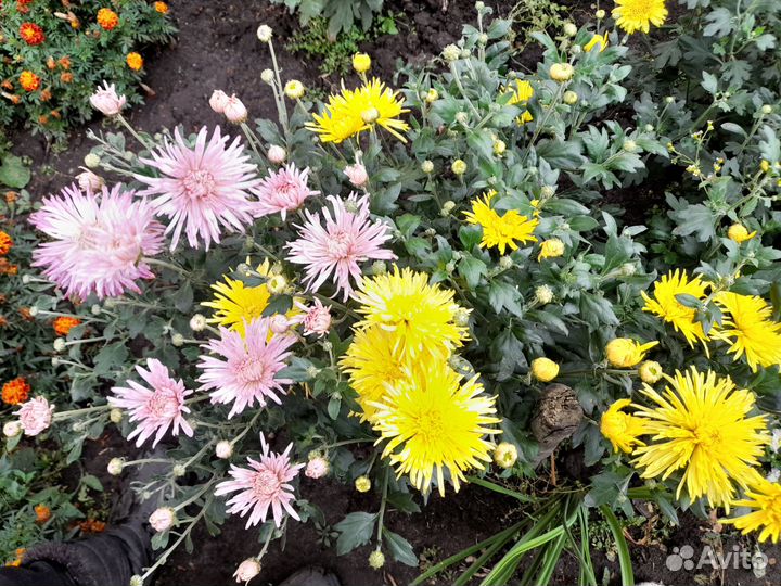 Хризантема