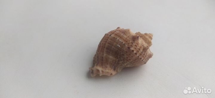 Сувенир ракушка
