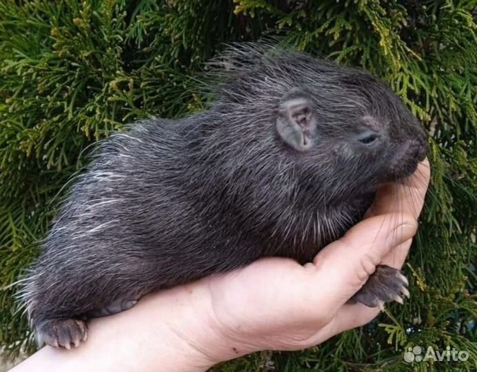 Хохлатый дикобраз чёрный