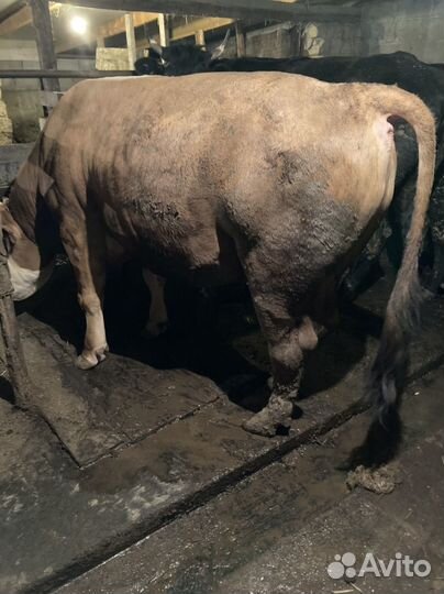 Быки на мясо