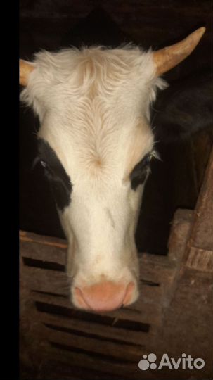 Корова телка