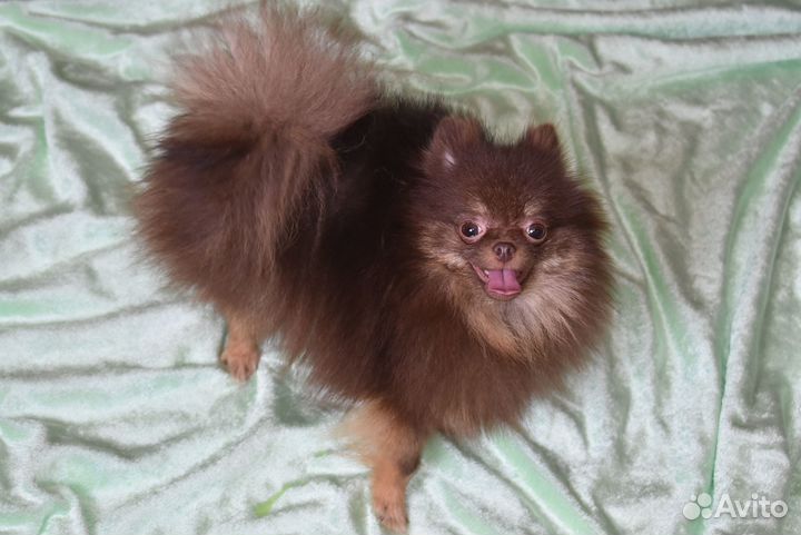 Шпиц -очаровательная куколка в любящие руки