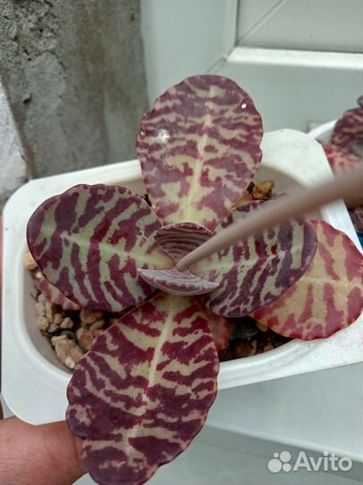 Алоэ вера лечебный