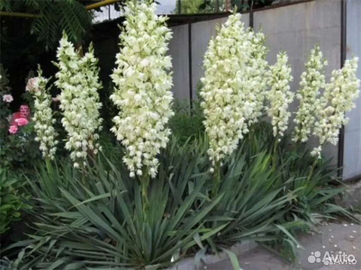 Юкка садовая