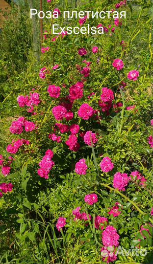 Кустарники