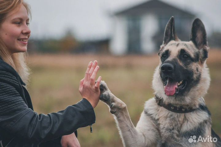 Кинолог с выездом / Дрессировка собак