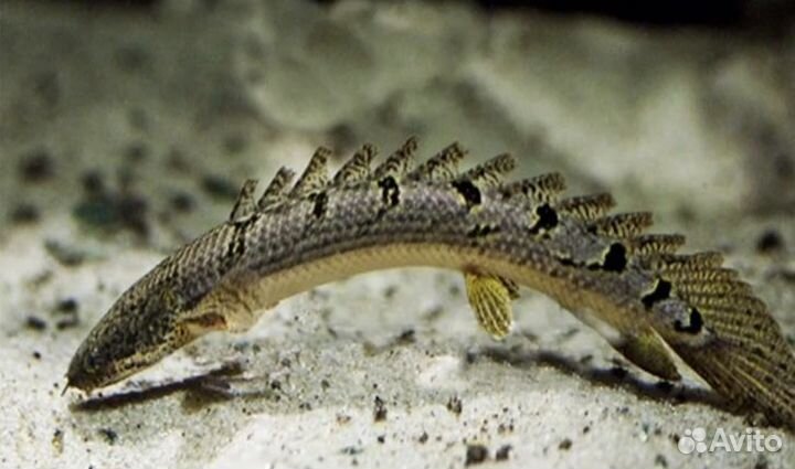 Магазин аквариумных рыб #Аквакубик #номерныесомы