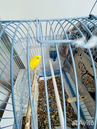 Волнистый попугай девочка