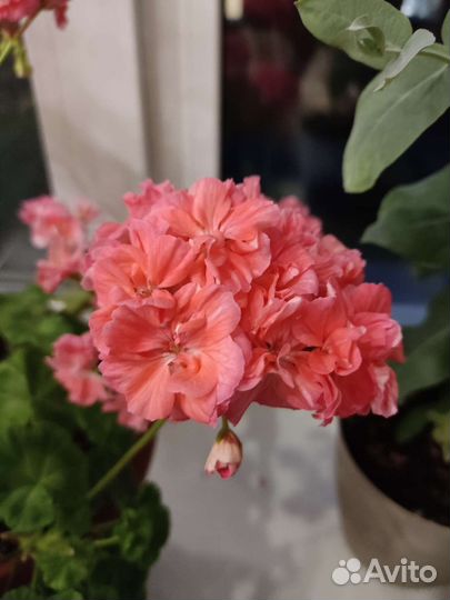 Пеларгония герань