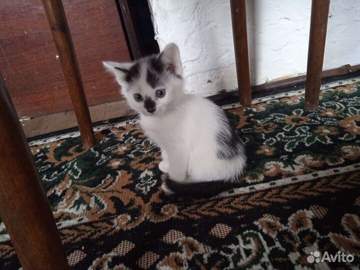 Котята в добрые руки бесплатно