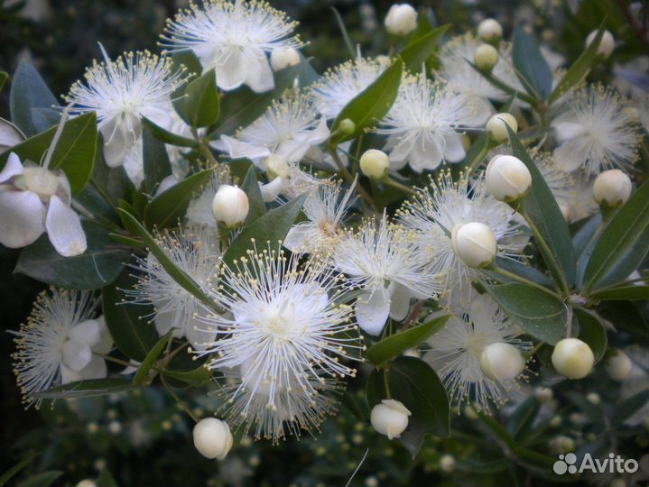 Вечнозеленые растения