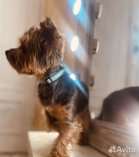 Йоркширский терьер