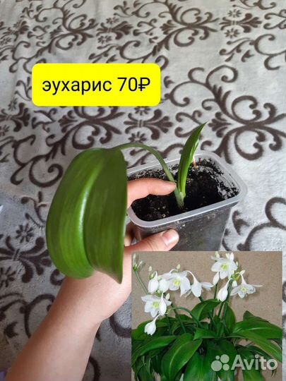 Цветы кактусы