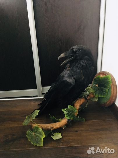 Чучело птиц