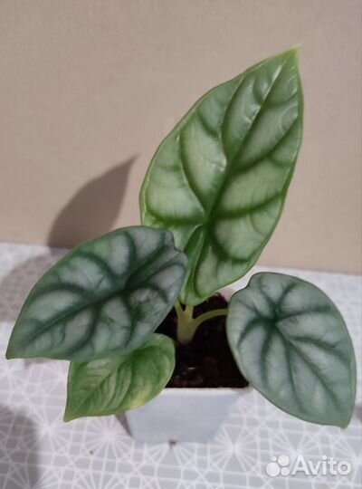 Алоказия, Аглаонема