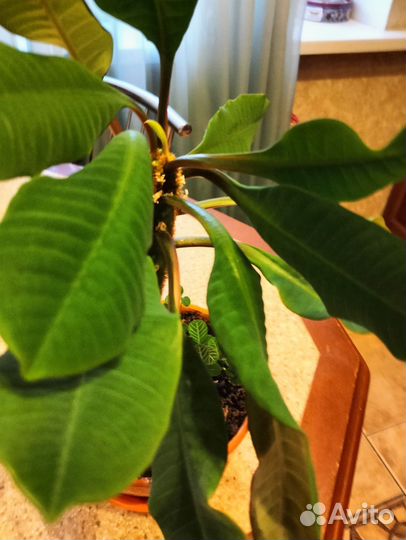 Кактус молочай