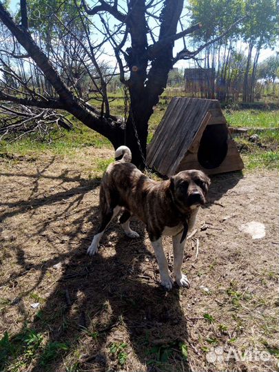 Собачка 11 мес