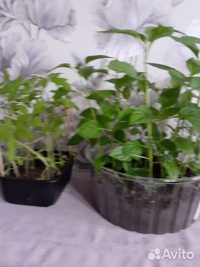 Рассада томатов,перцев