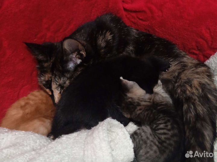Котята в добрые руки