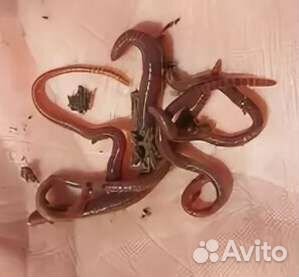 Черви для рыбалки