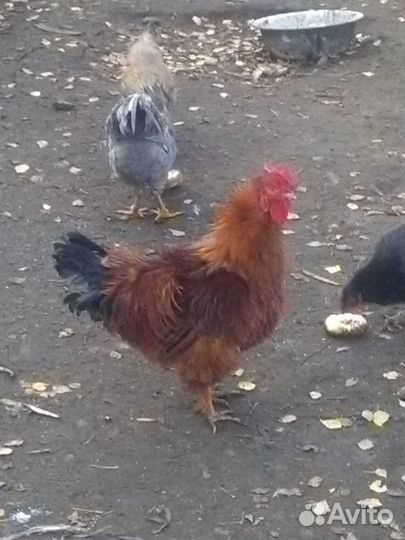 Петухи