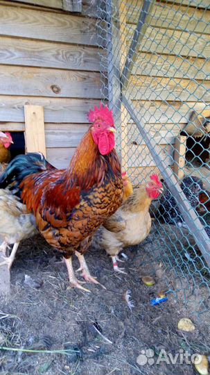 Куры, цыплята, яйцо