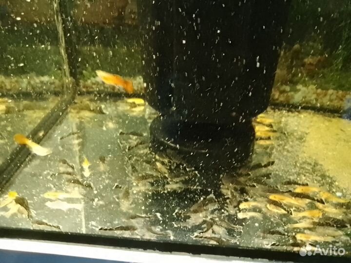 Аквариум,с рыбками