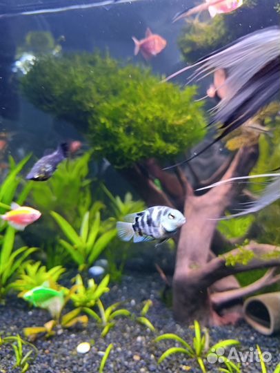 Украшение для аквариума