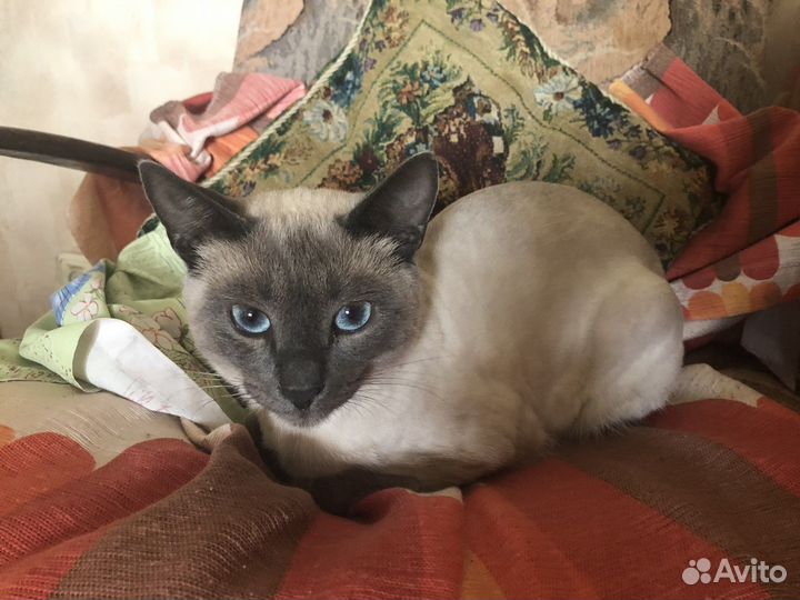 Найден кот