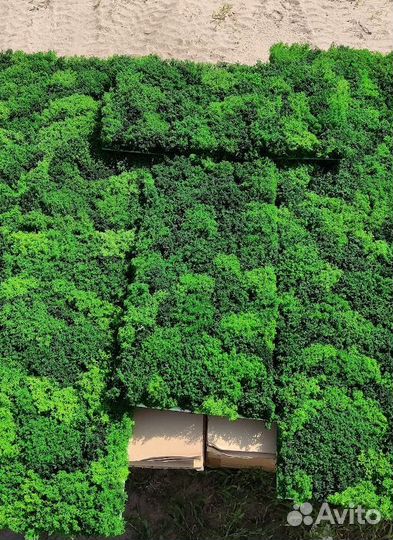 Яркий стабилизированный мох опт