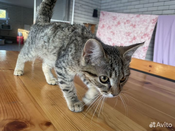 Улечный кот