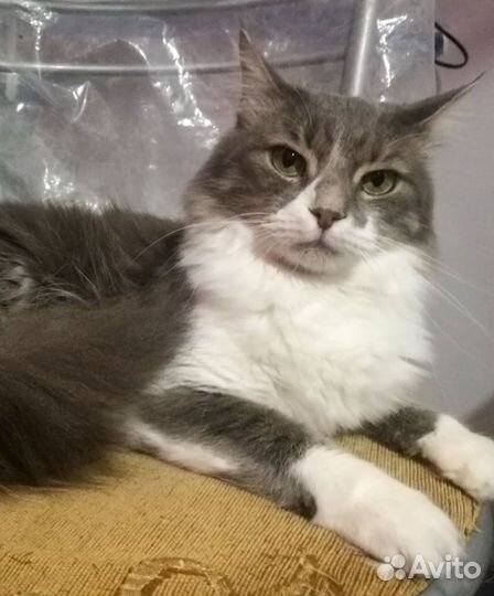 Кот в добрые руки, кастрированный