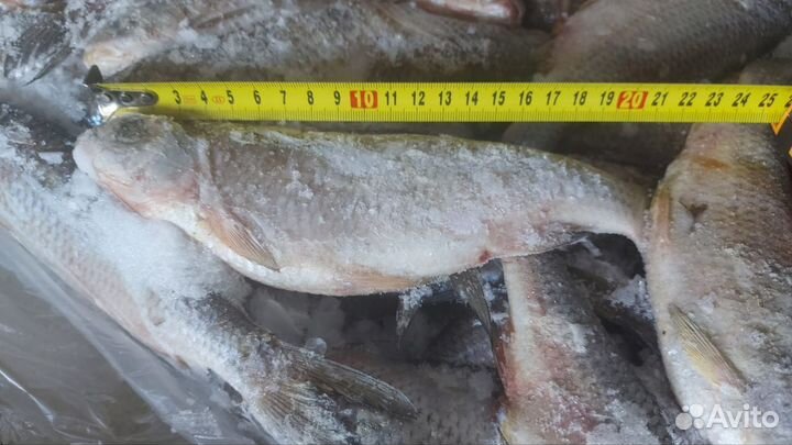 Рыба свежемороженая