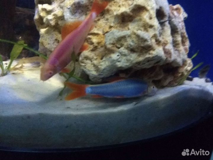 Аквариумная рыба, аквариумы