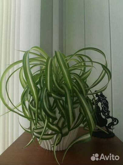 Хлорофитум кудрявый