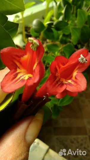 Эсхинантусы,лиана