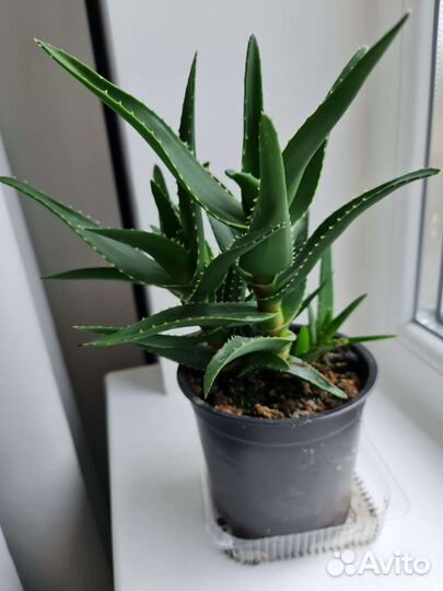 Алоэ столетник