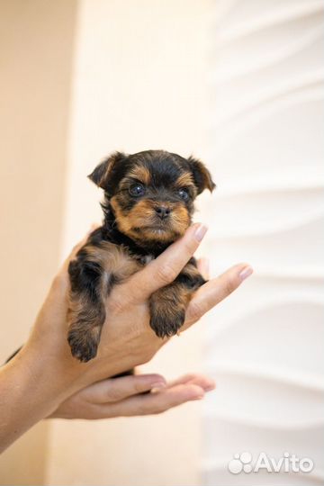 Йоркширский терьер мини беби фейс щенки