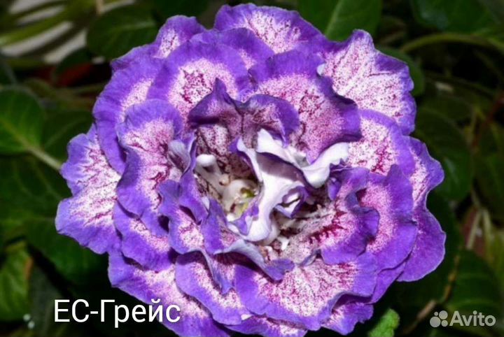 Глоксинии сортовые махровые