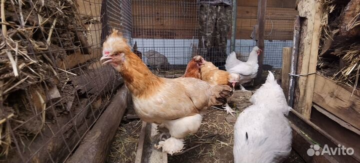 Куры несушки