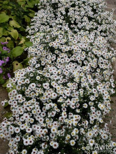 Кустовая астра