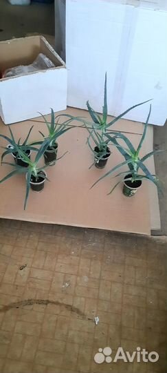 Цветы для дома алоэ лечебный