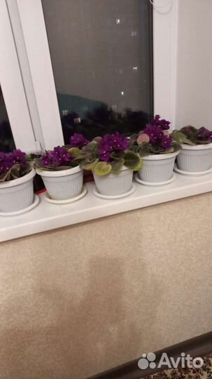 Фиалки цветущие в горшке