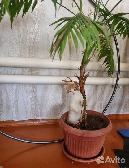 Отдам в добрые руки