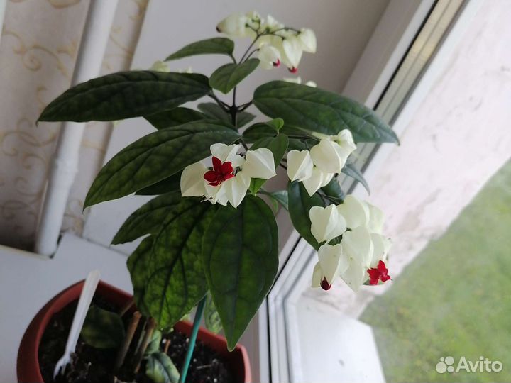 Клеодендрум