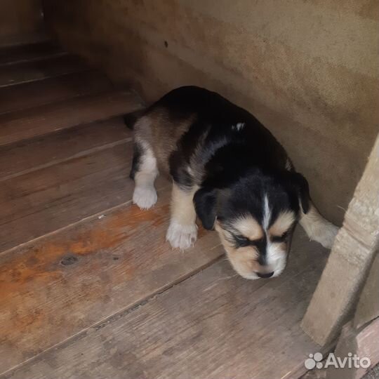 Собаки бесплатно в добрые руки щенки