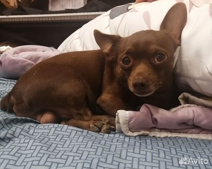 Мини той-терьер