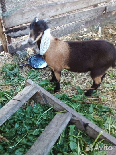 Козлик нубийский