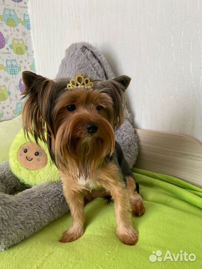 Йоркширский терьер